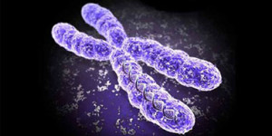 x chromosome